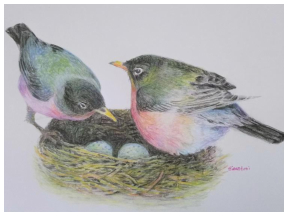 Colour drawing by Siew Hooi