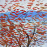 Autumn Leaves and Lake   2008   46 x 46 cm   POR